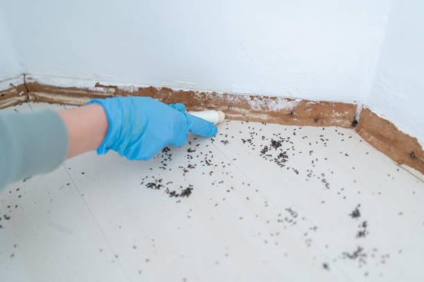 Best Pest Control for Homes  in Gerber, CA